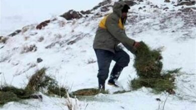 ذخیره 35 تن علوفه برای مصرف زمستانی حیات وحش در خراسان جنوبی