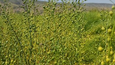 راهبردی نوین برای جهش تولید در کشاورزی/ چرا کاملینا بکاریم؟