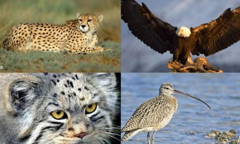 زنجان زیرساخت نگهداری نمونه ذخایر ژنتیکی ندارد