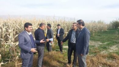 طرح نوین کشت ذرت دانهای در فیروزآباد فارس اجرا شد