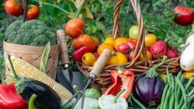 ظرفیت بالای کشاورزی قم برای اشتغال‌زایی