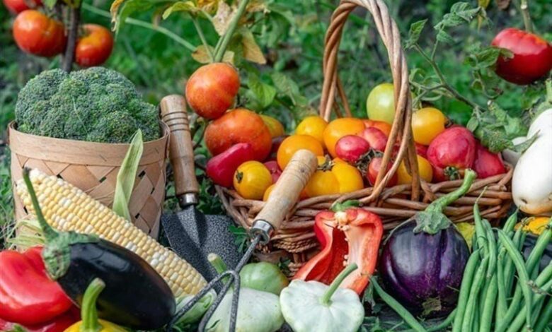 ظرفیت بالای کشاورزی قم برای اشتغال‌زایی