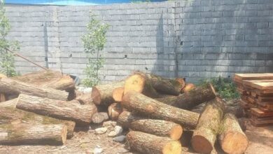 قاچاقچی چوب با تبر به جان مأمور جنگلبانی افتاد
