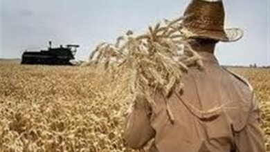 مشارکت 130 هزار بهره‌بردار اردبیلی در جهش تولید دیمزارها