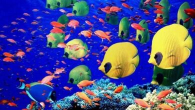 پرورش ماهیان زینتی در قم ظرفیت بالایی برای اشتغالزایی دارد