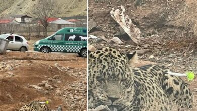 پلنگ روستای مغانک به دامپزشکی منتقل شد
