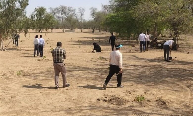 کاشت 3500 نهال جنگلی در بوشهر