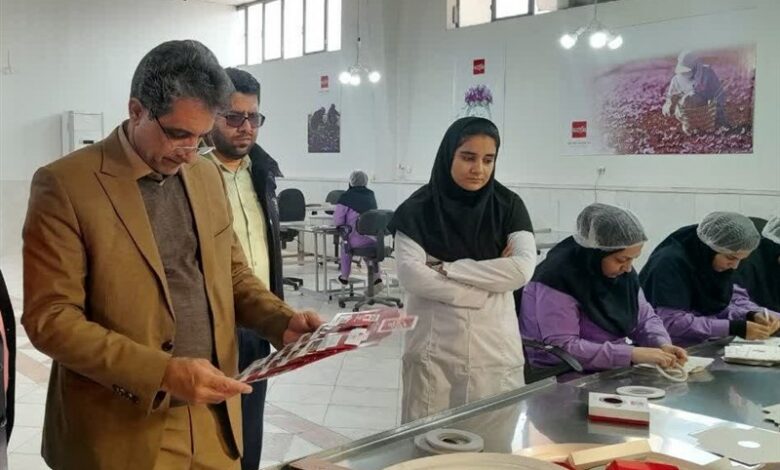 کاهش 80 درصدی سطح زیرکشت زعفران در بردسکن