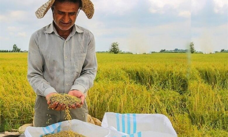 گزارش|‌‌حال ناخوش برنجکاران شمال/ برنج ایرانی ‌در انبار ماند