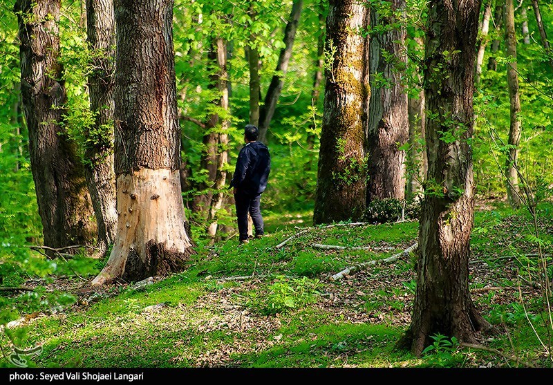 گفت‌وگو| 3 چالشی که جنگل‌های هیرکانی ایران را تهدید می‌کند