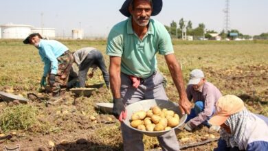 14 هزار تن محصول سیب زمینی در حاجی‌آباد تولید می‌شود