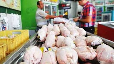 2200 تن مرغ گوشت مرغ به بازار خراسان شمالی عرضه می‌شود