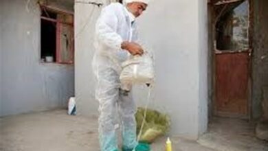 اجرای مرحله یازدهم واکسیناسیون طیور از امروز تا 15 اسفند