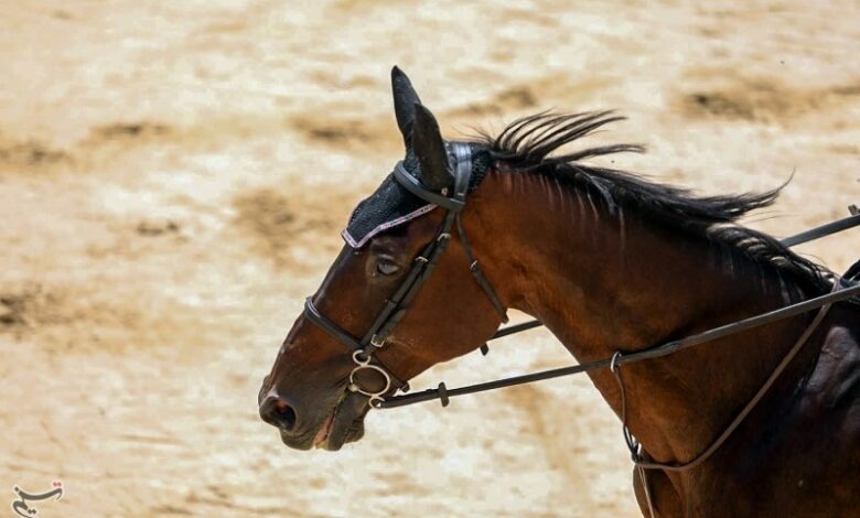 اسب‌های اصیل ترکمنِ خراسان شمالی خام‌فروشی می‌شوند