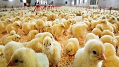 افزایش میزان جوجه‌ریزی در اردبیل به 3 میلیون قطعه
