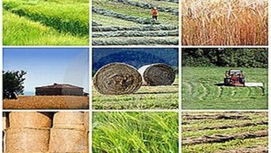 انبارهای تعاون روستایی هرمزگان فرسود‌ه‌اند!