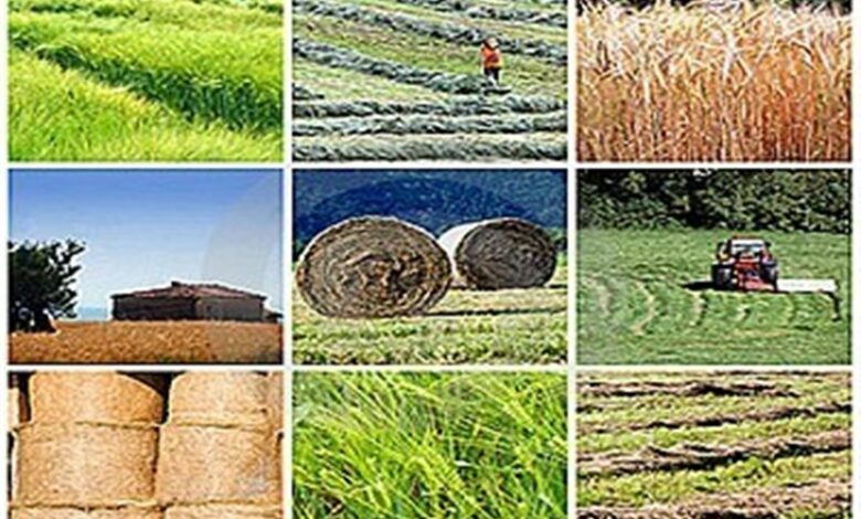 انبارهای تعاون روستایی هرمزگان فرسود‌ه‌اند!