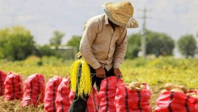 تخصیص اعتبارات توسعه‌ای به کشاورزی مازندران