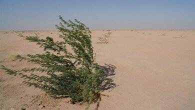 تهدید ریزگردهای قم به تهران رسید!