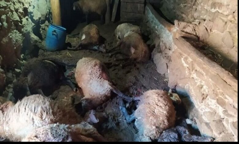 حمله پلنگ به روستای زرآباد در الموت