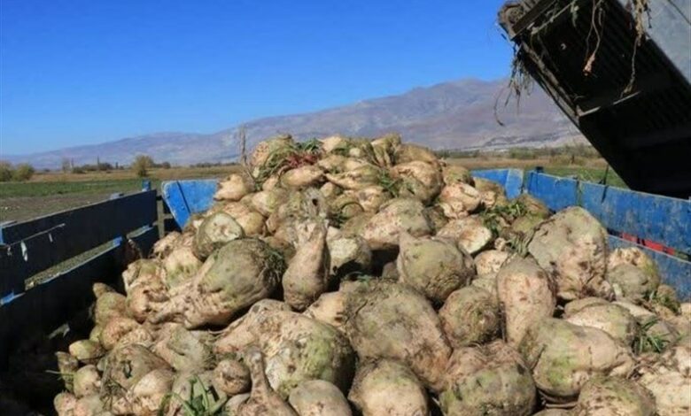خریداری 278 هزار تن چغندرقند در چهارمحال و بختیاری