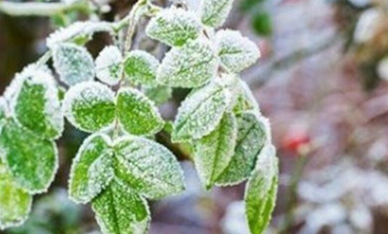 خلیج فارس آرام است/ تداوم ماندگاری هوای سرد در هرمزگان
