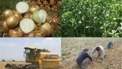 ساماندهی 146 تعاونی روستایی در خراسان جنوبی