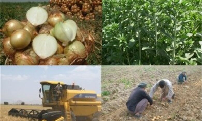ساماندهی 146 تعاونی روستایی در خراسان جنوبی
