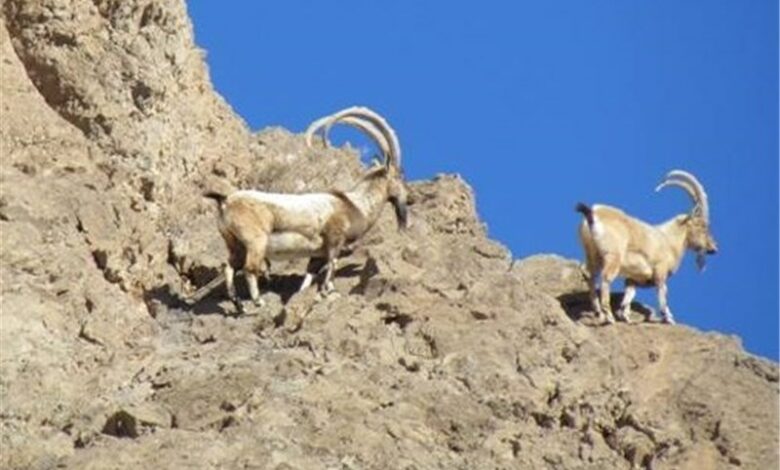سرشماری زمستانه حیات وحش منطقه گنو آغاز شد