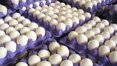 صادرات 3 میلیون و 900 کیلوگرم تخم مرغ از خراسان جنوبی