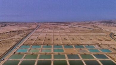ظرفیت‌های شیلاتی هرمزگان راهگشای توسعه اقتصادی استان