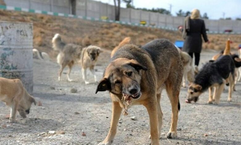 علت افزایش سگ‌های ولگرد در نسیم‌شهر چیست؟
