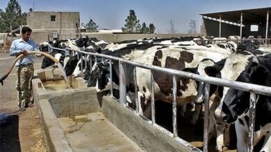 فناوری‌های نوین لازمه رشد تولید در دامداری‌های روستایی است