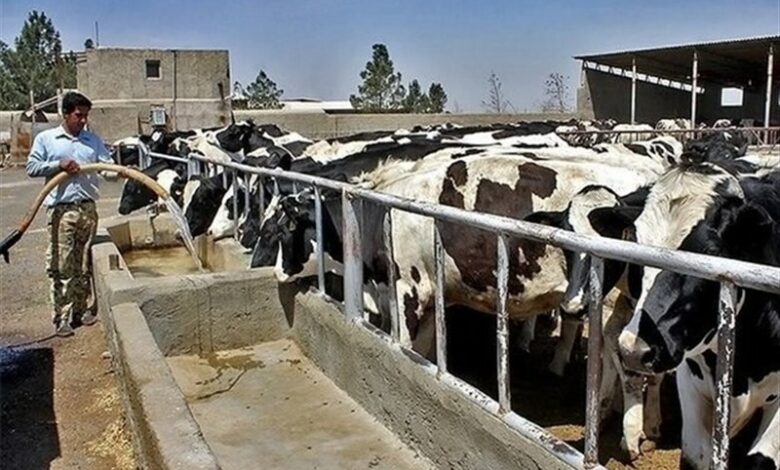 فناوری‌های نوین لازمه رشد تولید در دامداری‌های روستایی است