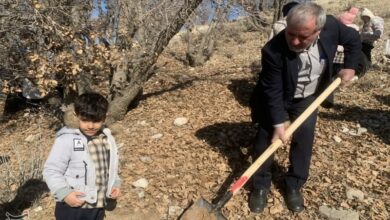 محور گردشگری اردبیل – سرعین درختکاری می‌شود