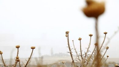 مه‌گرفتگی در محور زنجان ـ قزوین