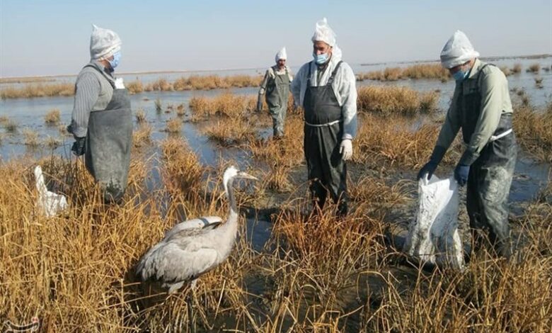 موردی از آنفلوانزای فوق حاد پرندگان تأیید نشده است