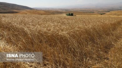 نگاهی به تولید محصولات دیمی در صورت تداوم کم بارشی‌ها/ لزوم دقت کشاورزان در مدیریت آبیاری