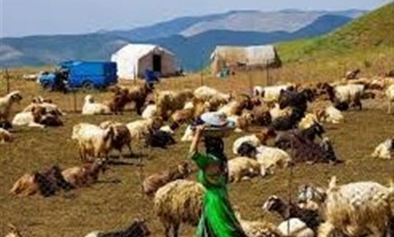پرداخت 180 میلیارد تومان تسهیلات به عشایر کرمانشاه