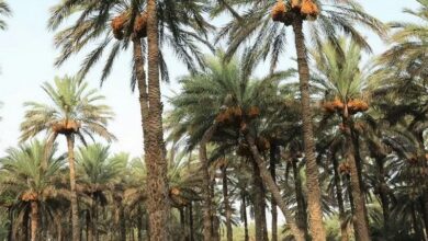 پرداخت 8 میلیارد تومان برای اصلاح نخیلات تنگستان