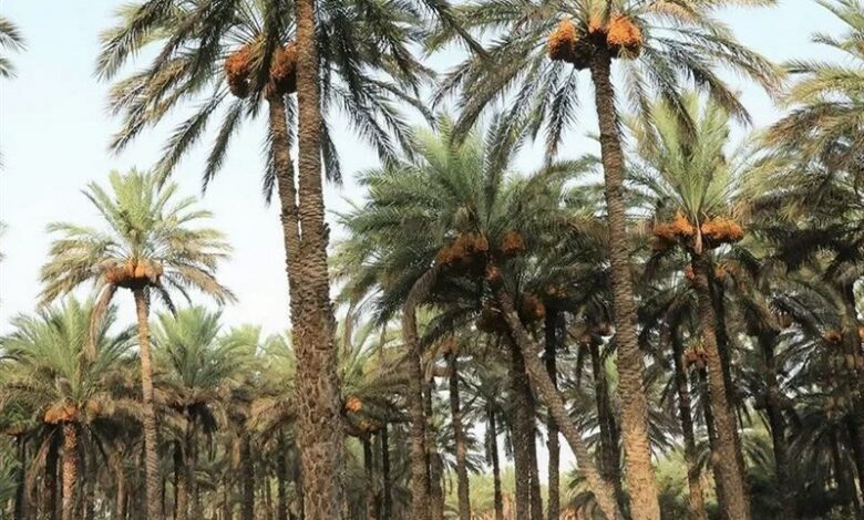 پرداخت 8 میلیارد تومان برای اصلاح نخیلات تنگستان
