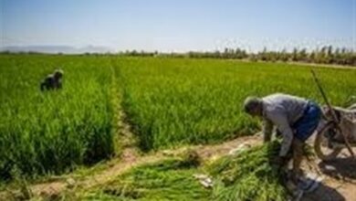 اختصاص کود یارانه‌ای در استان تهران بر اساس رعایت الگوی کشت