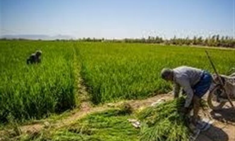 اختصاص کود یارانه‌ای در استان تهران بر اساس رعایت الگوی کشت