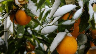 باغداران وگلخانه‌داران مراقب سرمازدگی باشند