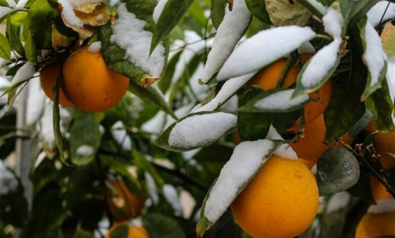 باغداران وگلخانه‌داران مراقب سرمازدگی باشند