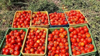 برداشت روزانه 6 هزار تن گوجه‌فرنگی از مزارع بوشهر