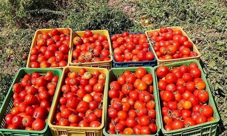 برداشت روزانه 6 هزار تن گوجه‌فرنگی از مزارع بوشهر