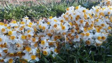 بهار نرگس در پلدختر/ عطر زمستانی جنوب لرستان