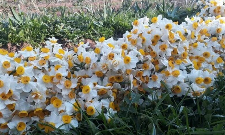 بهار نرگس در پلدختر/ عطر زمستانی جنوب لرستان