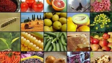 بیشترین زنجیره ارزش بخش کشاورزی در فارس